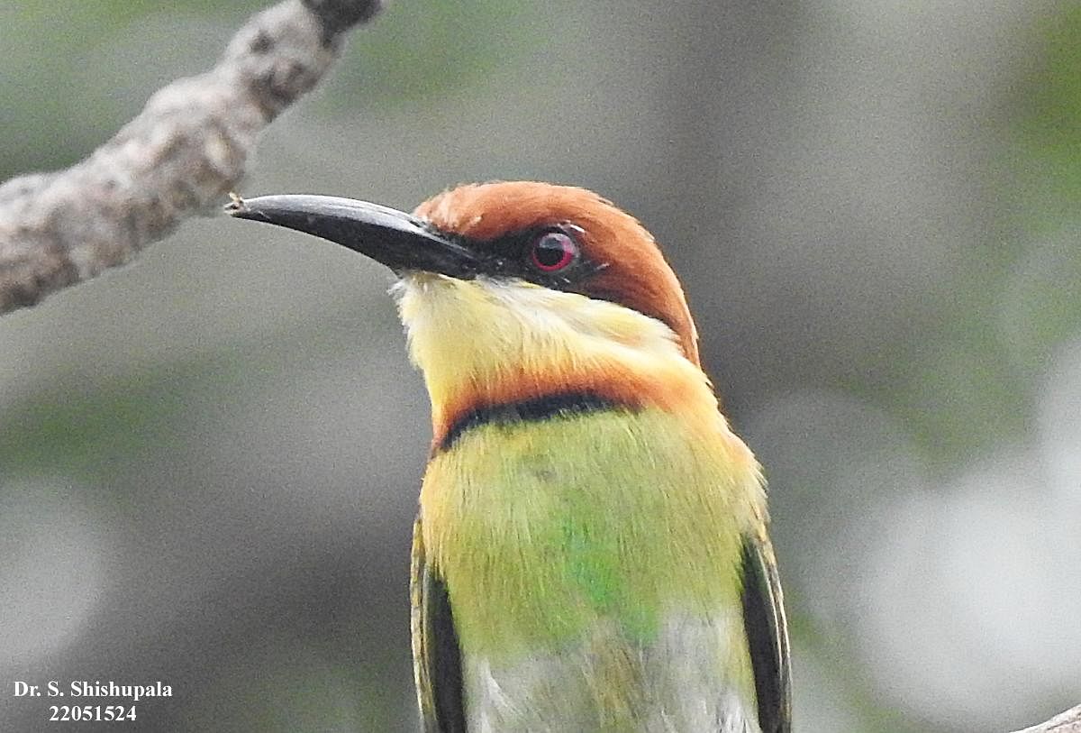 ಕೆಂದಲೆ ಕಳ್ಳಿಪೀರನ ವರ್ಣರಂಜಿತ ತಲೆಯ ಭಾಗ