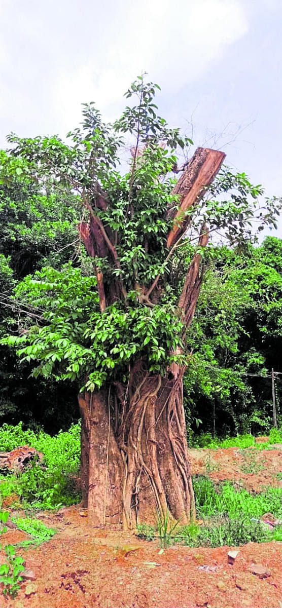 ಸ್ಥಳಾಂತರಿಸಿರುವ ಮರ ಹೊಸ ಪರಿಸರದಲ್ಲಿ ಮರುಚಿಗುರೊಡೆದಿದೆ