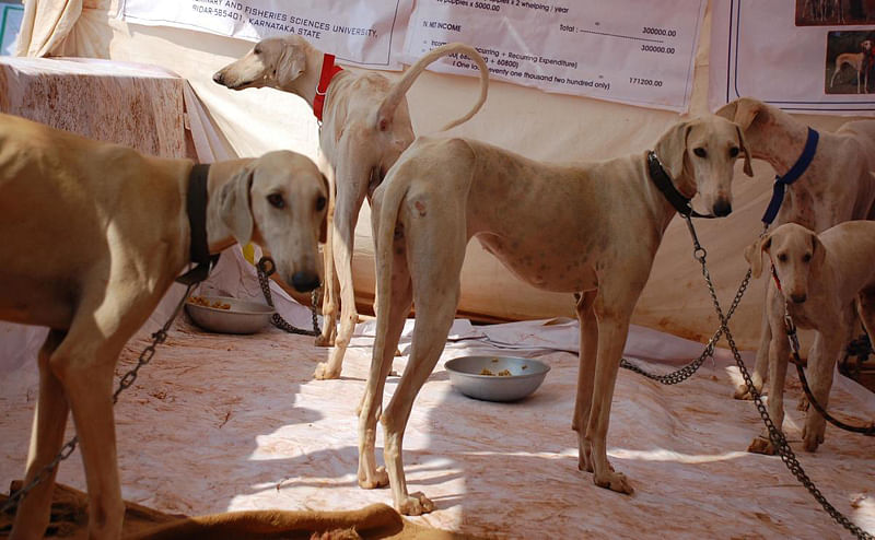 ಸಾಂದರ್ಭಿಕ ಚಿತ್ರ