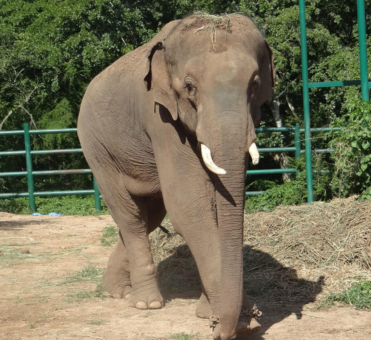 ಮೃತಪಟ್ಟ ಆನೆ