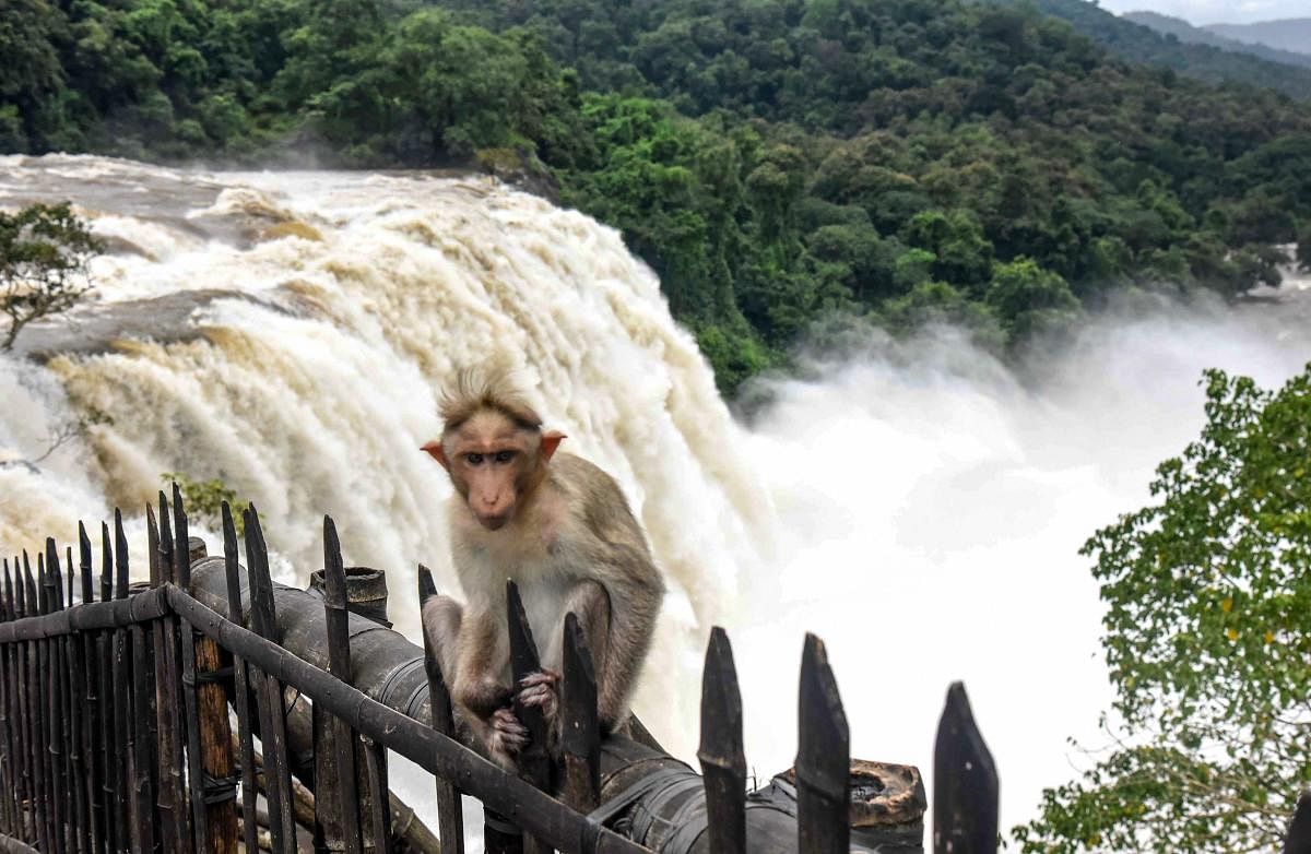 ಸಾಂದರ್ಭಿಕ ಚಿತ್ರ