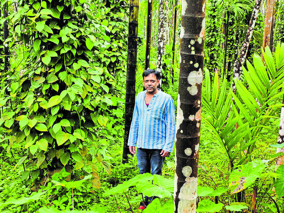 ತಮ್ಮ ತೋಟದಲ್ಲಿ ಅನಂತ ಪದ್ಮನಾಭ್