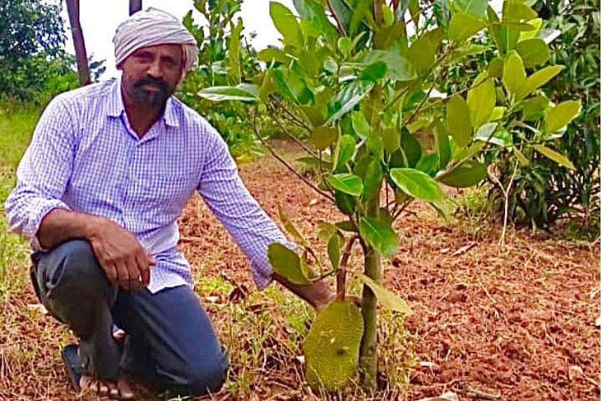 ತೋಟದಲ್ಲಿ ಪುಟ್ಟ ಹಲಸಿನ ಗಿಡದಲ್ಲಿ ಬಿಟ್ಟಿರುವ ಕಾಯಿ ತೋರಿಸುತ್ತಿರುವ ಸಾವಯವ ಕೃಷಿಕ ಎಸ್.ಅಶೋಕ್ ಕುಮಾರ್