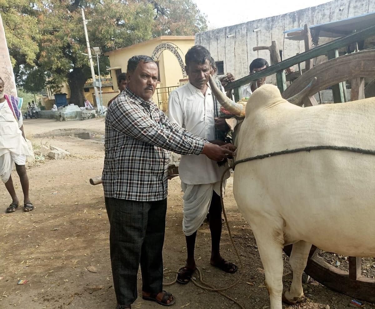 ಮುದಗಲ್ ಸಮೀಪದ ತಿಮ್ಮಾಪುರ ಗ್ರಾಮದಲ್ಲಿ ಚರ್ಮ ಗಂಟು ರೋಗ ಕಾಣಿಸಿಕೊಂಡ ಎತ್ತಿಗೆ ಪಶು ವೈದ್ಯರು ವ್ಯಾಕ್ಸಿನ್ ಹಾಕಿದರು