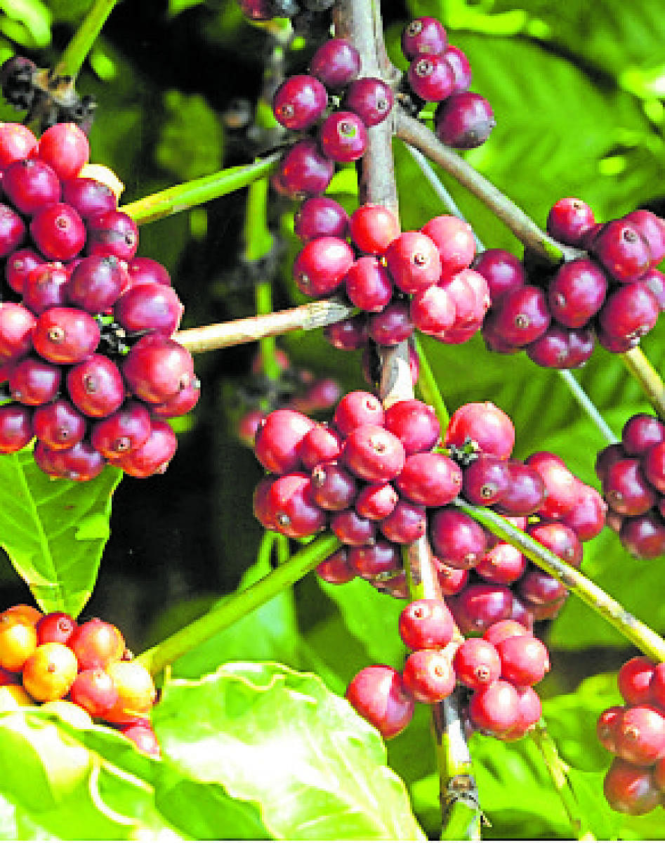 ಹಣ್ಣಾದ ಕಾಫಿ (ಸಾಂದರ್ಭಿಕ ಚಿತ್ರ)