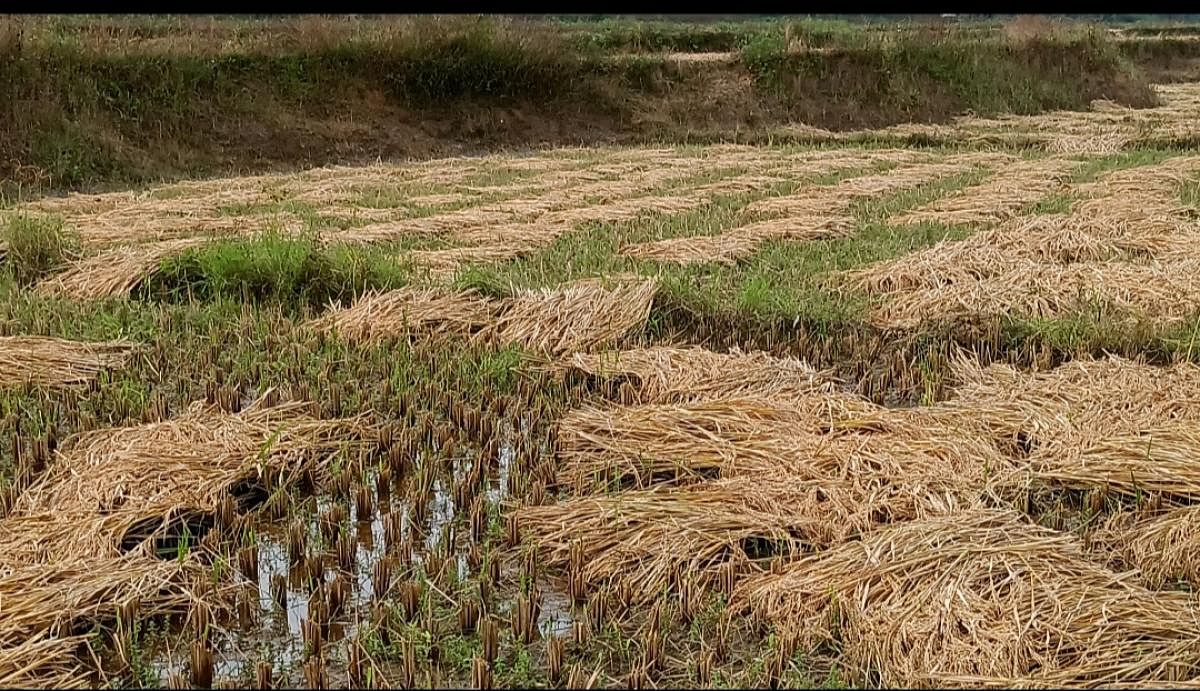 ಜೊಯಿಡಾ ಗ್ರಾಮ ಪಂಚಾಯಿತಿ ವ್ಯಾಪ್ತಿಯ ಪಟ್ಟೆಗಾಳಿಯಲ್ಲಿ ಭಾನುವಾರ ರಾತ್ರಿ ಸುರಿದ ಮಳೆಗೆ, ಕೊಯ್ಲು ಮಾಡಿ ಒಣಗಲು ಇಟ್ಟ ಭತ್ತಕ್ಕೆ ನೀರು ನುಗ್ಗಿದೆ