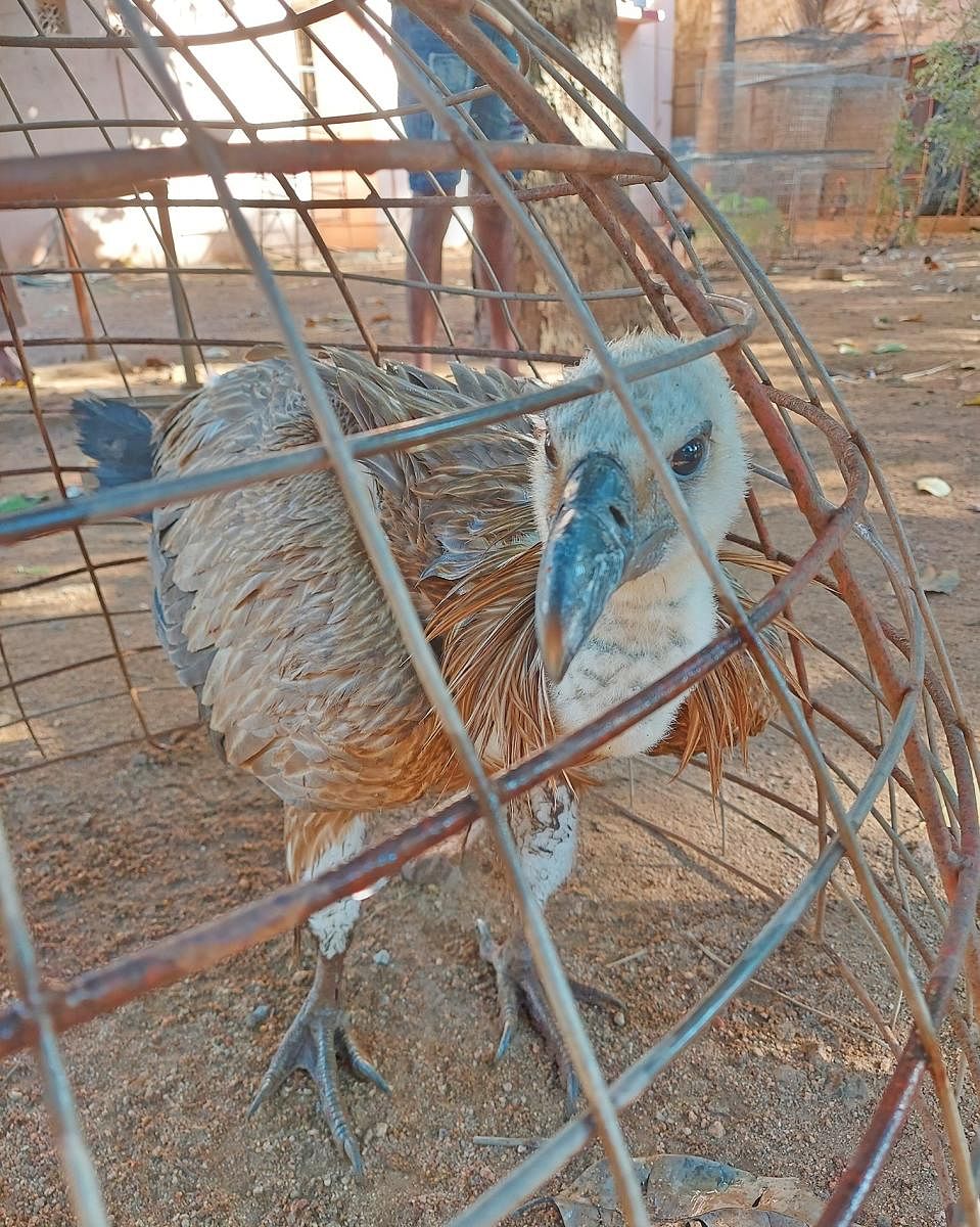 ಹೊಸಪೇಟೆಯಲ್ಲಿ ಗುರುವಾರ ಕಾಣಿಸಿಕೊಂಡ ರಣಹದ್ದು