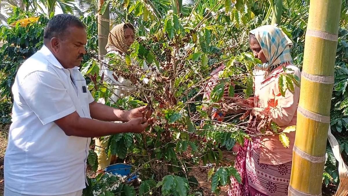 ಕೃಷಿ ಕಾರ್ಮಿಕರೊಂದಿಗೆ ಕಾಫಿ ಕೊಯ್ಲು ಮಾಡುತ್ತಿರುವ ರೈತ ಗಡ್ಡಿ ಗುಡ್ಡಪ್ಪ              – ಪ್ರಜಾವಾಣಿ ಚಿತ್ರ