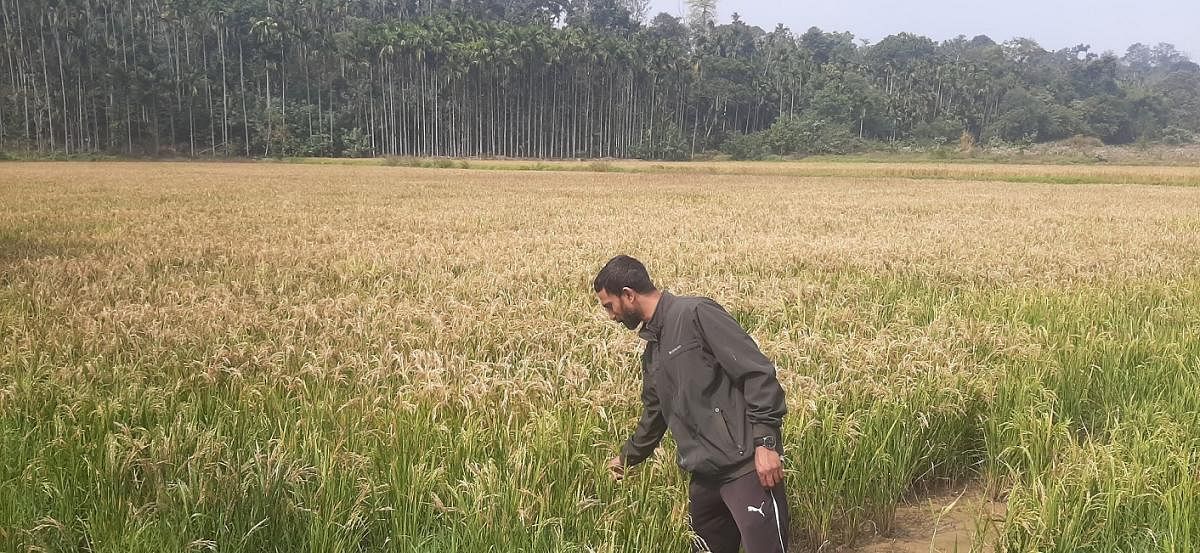 ಭತ್ತದ ಕೃಷಿಯಲ್ಲಿ ಎರಚುವಿಕೆಯ ವಿಧಾನವನ್ನು ಕೈಗೊಂಡು ಯಶಸ್ವಿಯಾಗಿರುವ ವಿರಾಜಪೇಟೆ ಸಮೀಪದ ಅರಮೇರಿ ಗ್ರಾಮದ ನಾಚಪ್ಪ