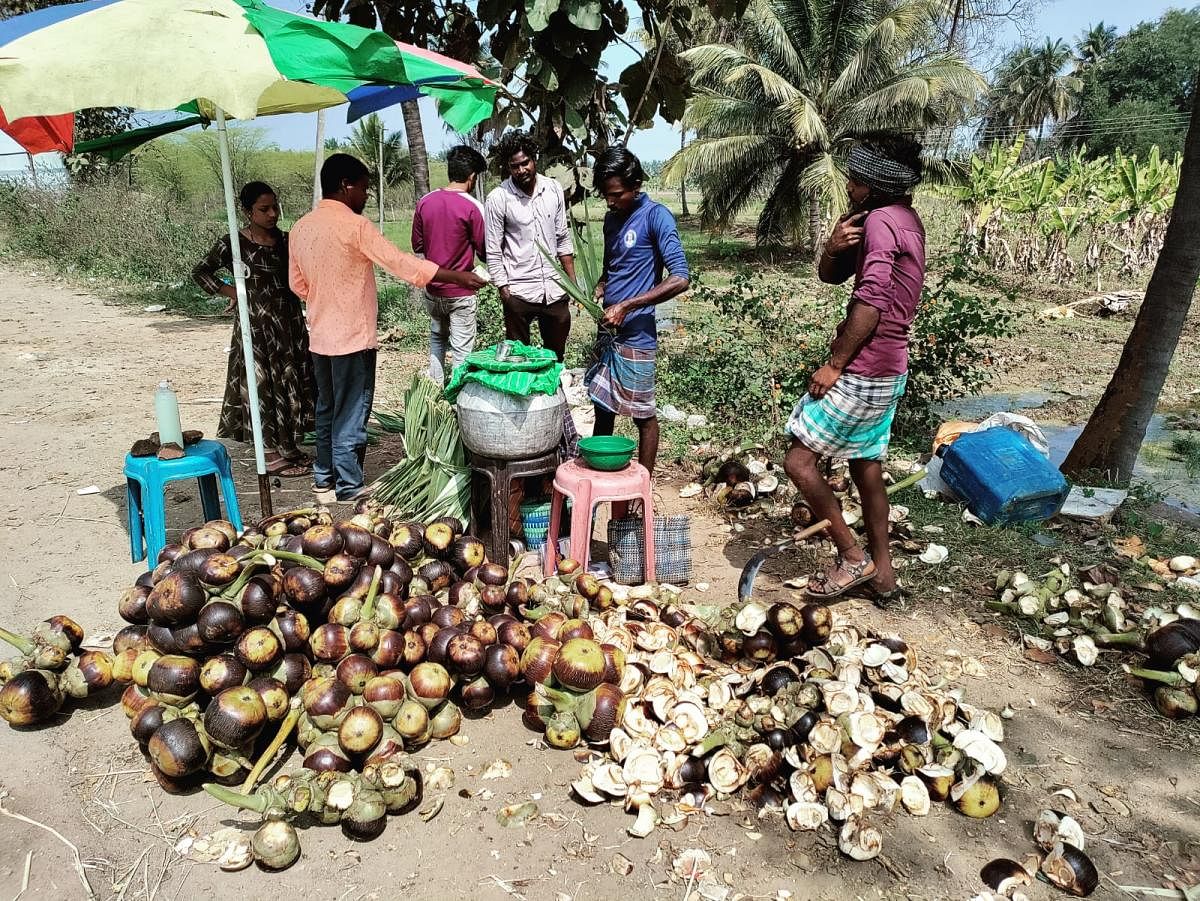 ಚಾ‌ಮರಾಜನಗರದಲ್ಲಿ ತಾಟಿ ನಿಂಗು ಖರೀದಿಯಲ್ಲಿ ತೊಡಗಿರುವ ಜನರು