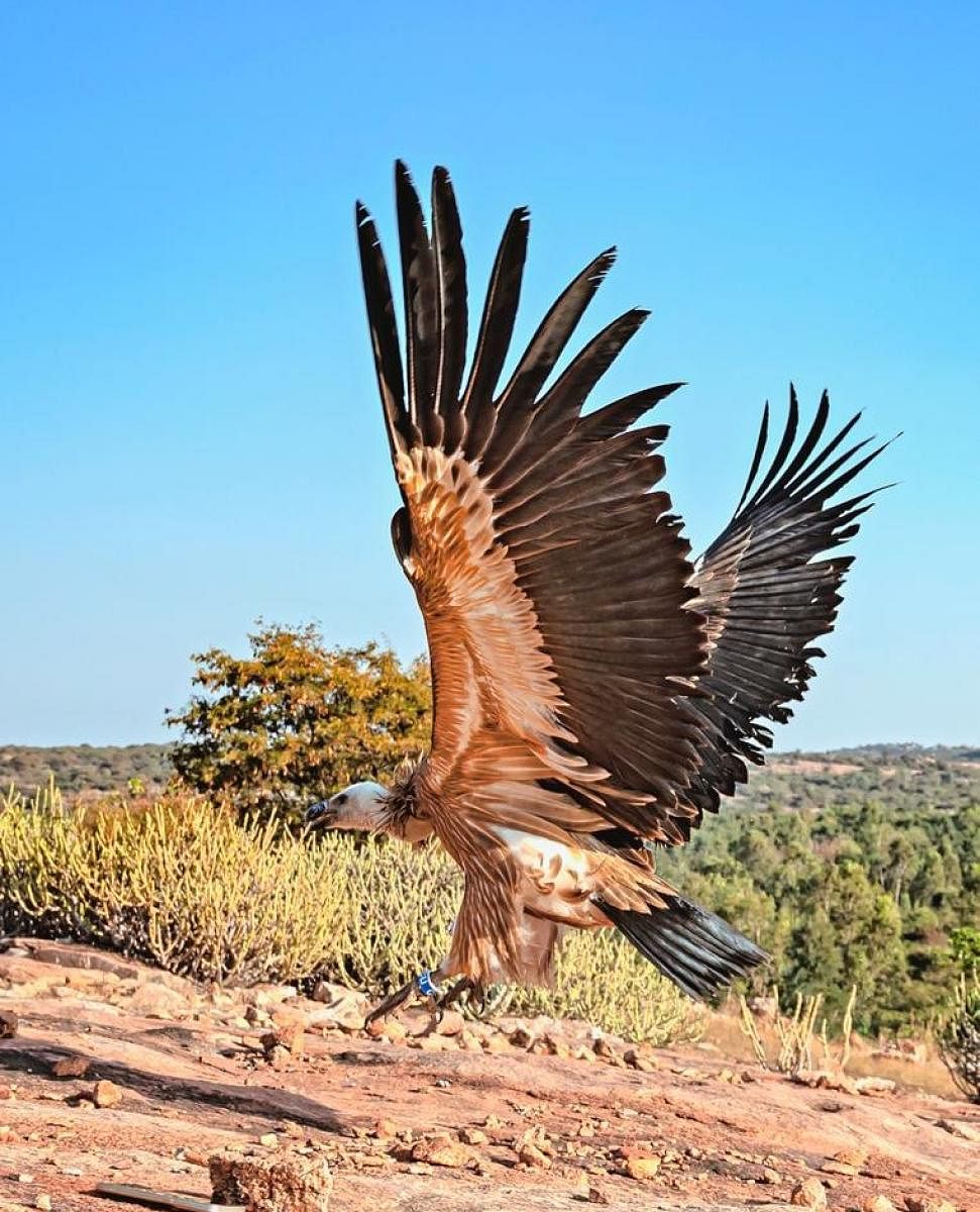 ಗುಣಮುಖವಾಗಿ ಆಕಾಶಕ್ಕೆ ಹಾರಿದ ರಣಹದ್ದು