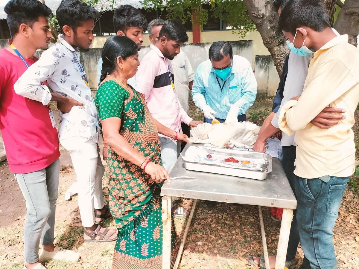 ಸತ್ತ ಕೋಳಿಯನ್ನು ಗುಂಡ್ಲುಪೇಟೆ ಪಶುವೈದ್ಯಾಧಿಕಾರಿ ಪರಿಶೀಲಿಸಿದರು