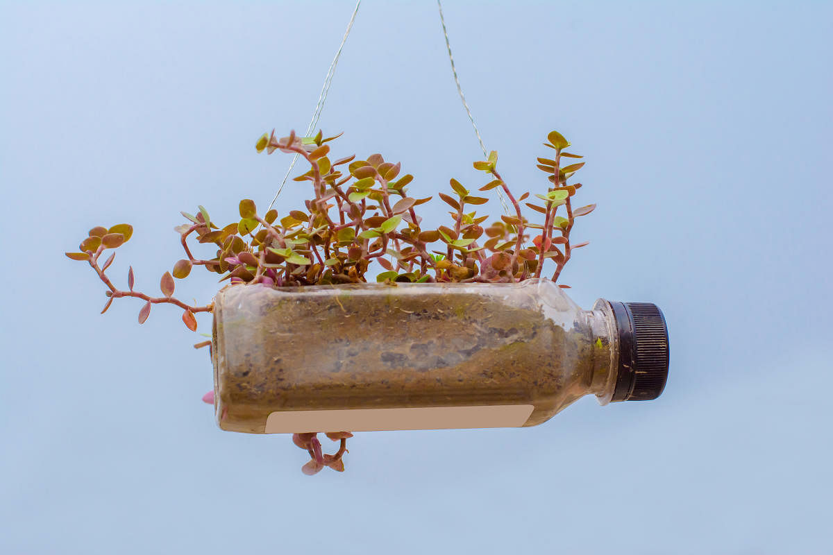 hanging flower pot of plastic bottle, with some phulwari in it, isolated, copy space.Hanging flower pot of plastic bottle, with some phulwari in it, isolated, copy space