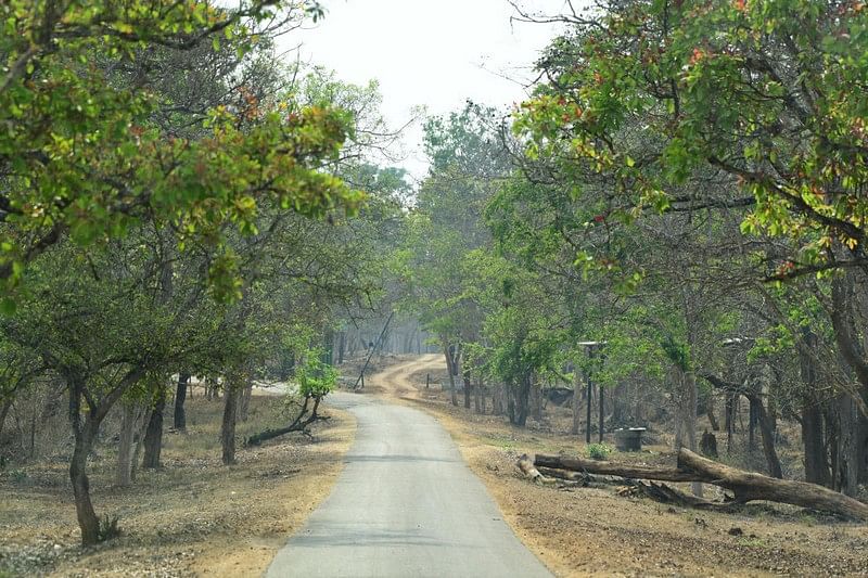 ನಾಗರಹೊಳೆ ರಾಷ್ಟ್ರೀಯ ಉದ್ಯಾನವನ