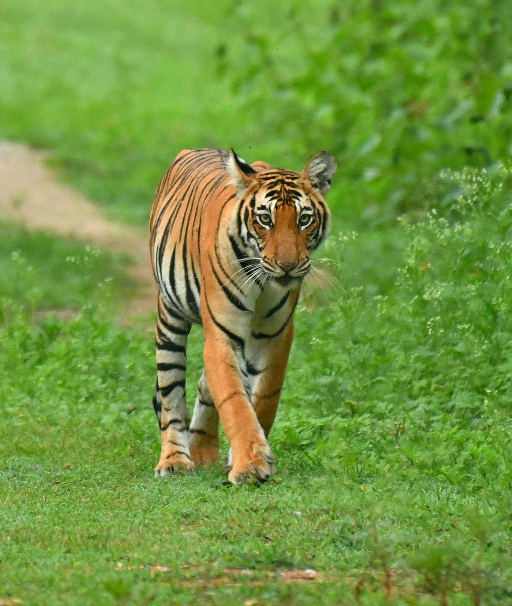 ಕ್ಯಾಮೆರಾ ಕಣ್ಣಿಗೆ ಬಿದ್ದ ಹುಲಿ