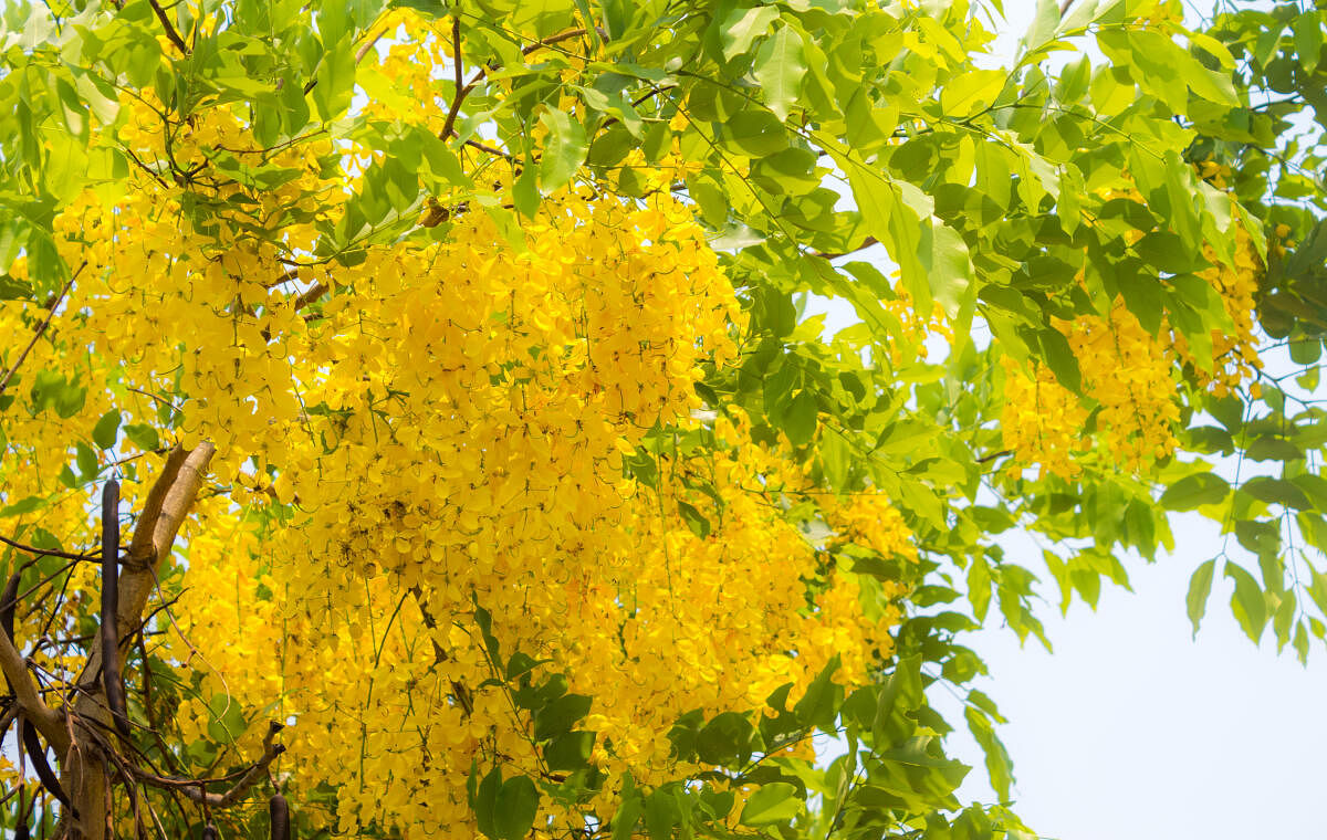 ಸಾಂದರ್ಭಿಕ ಚಿತ್ರಂ