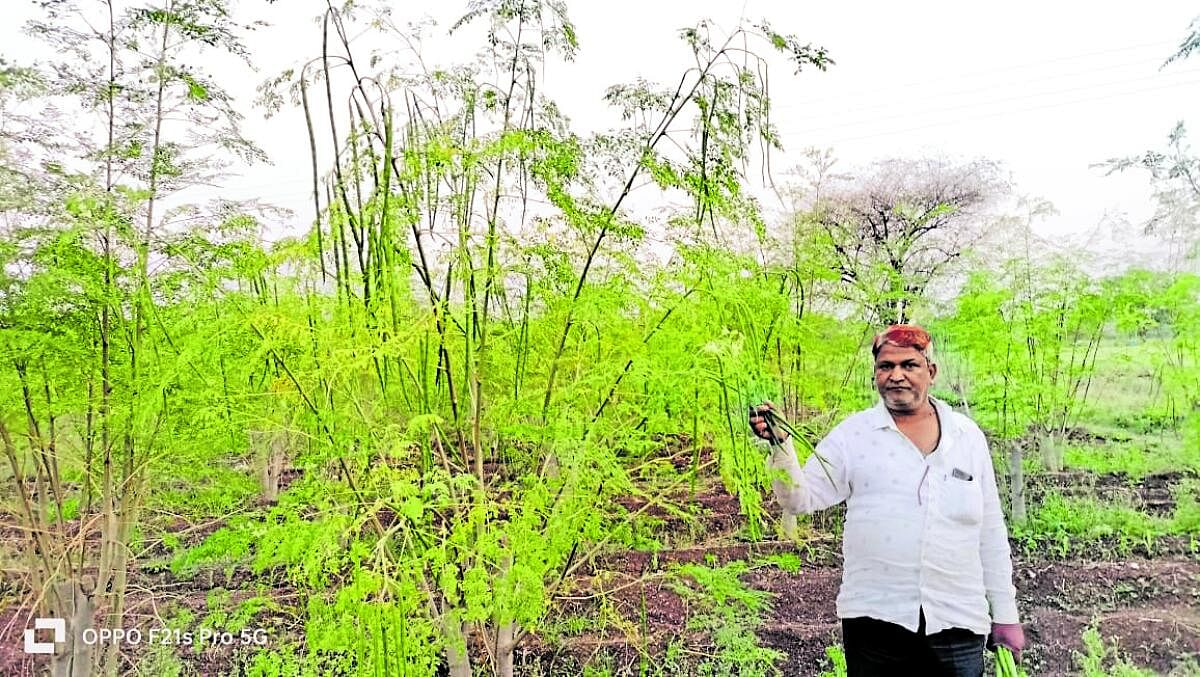 ಖಟಕಚಿಂಚೋಳಿ ಗ್ರಾಮದ ವಿಜಯಕುಮಾರ ಸ್ವಾಮಿ ತಮ್ಮ ಒಂದು ಎಕರೆಯಲ್ಲಿ ಬೆಳೆದ ನುಗ್ಗೆ ಬೆಳೆಯೊಂದಿಗೆ